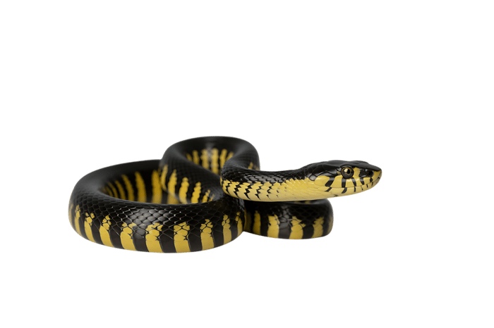 Mangrove snake coiled, black and yellow reptile