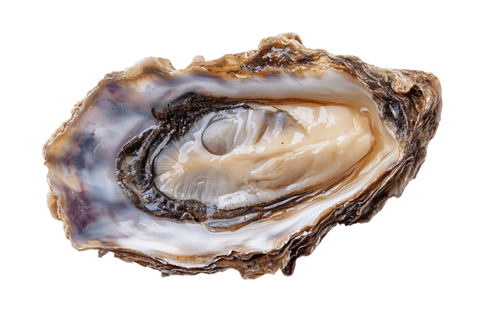 Close-up of a fresh oyster506.