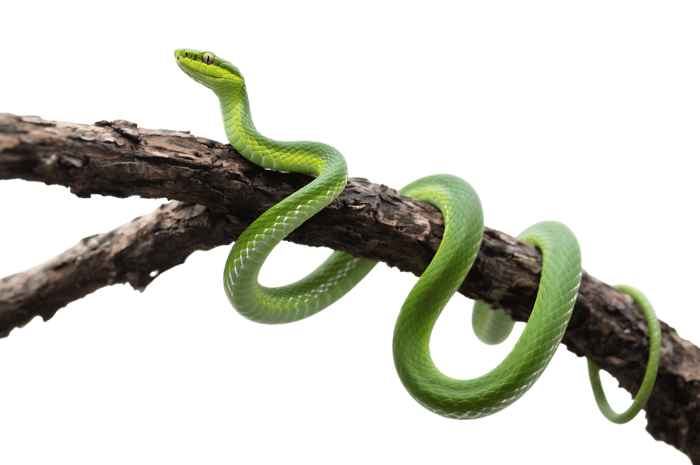 Bright green snake coiled on branch