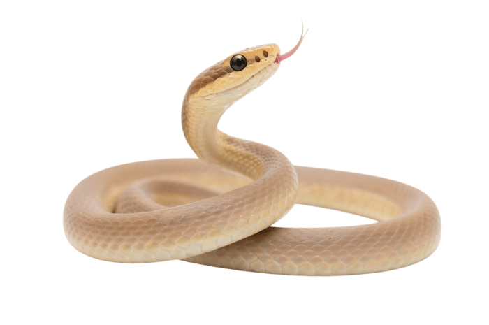 Tan snake with tongue out