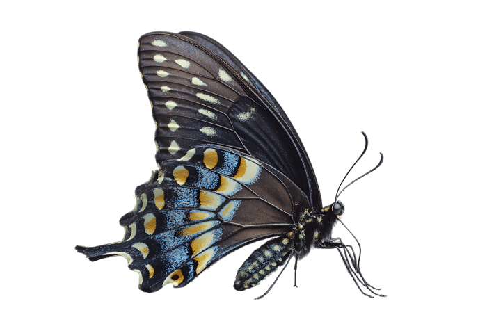 Detailed close up image of a colorful tropical butterfly with vibrant wing patterns