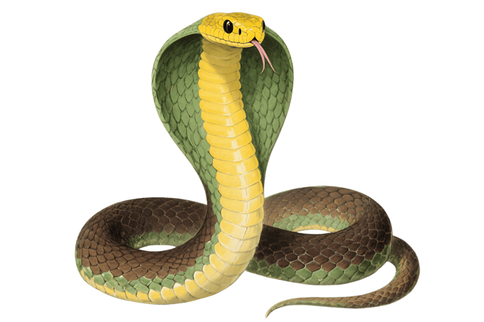 Illustration of a king cobra