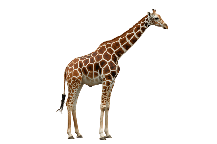 Full body portrait of a giraffe with a transparent background