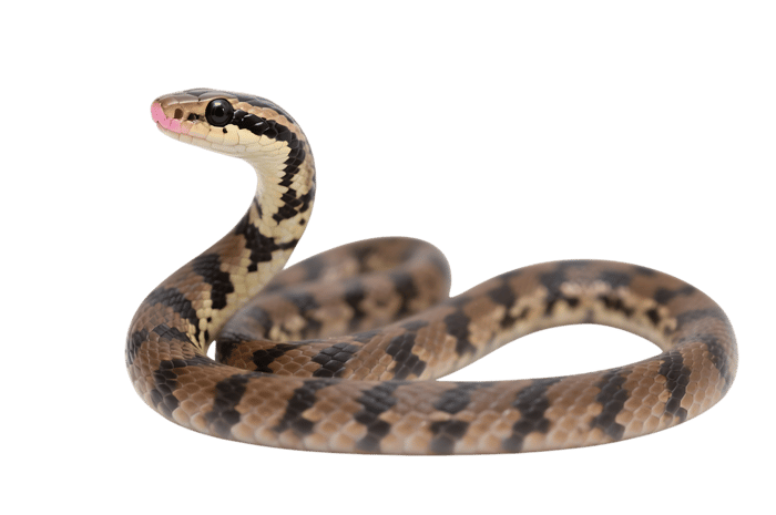 Brown snake coiled with tongue out