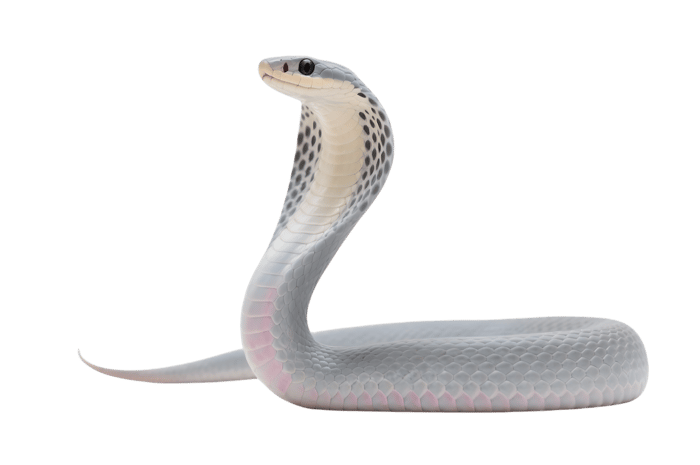 Grey cobra with hood on transparent background