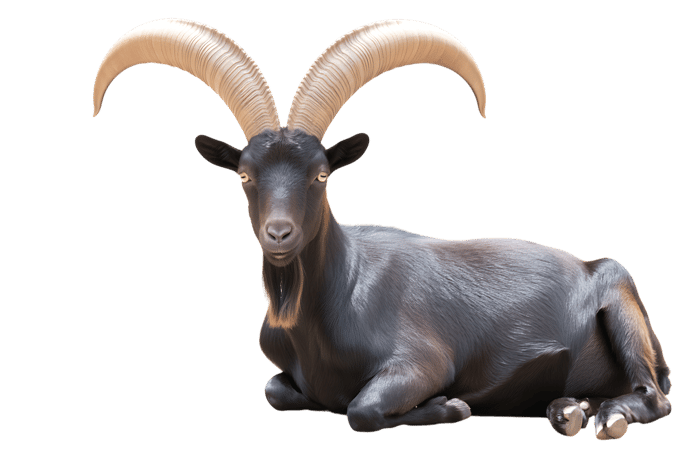Lying black goat with long horns