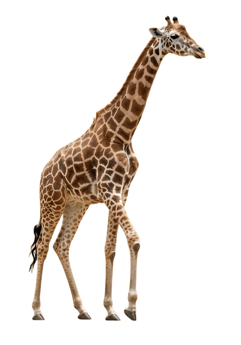 Walking giraffe on transparent background659