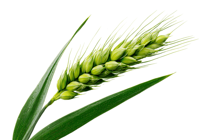 Close up of a single green wheat ear against a black background.