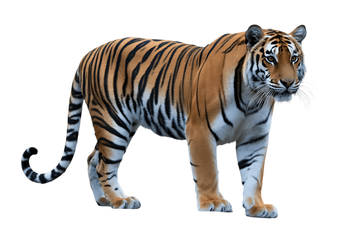 Striking tiger isolated