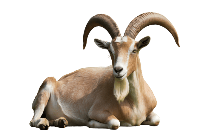 Lying down goat with horns, animal stock image