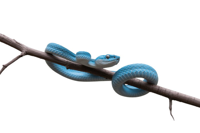 Blue viper snake coiled on branch