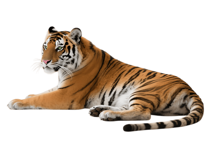 Lying tiger with black stripes