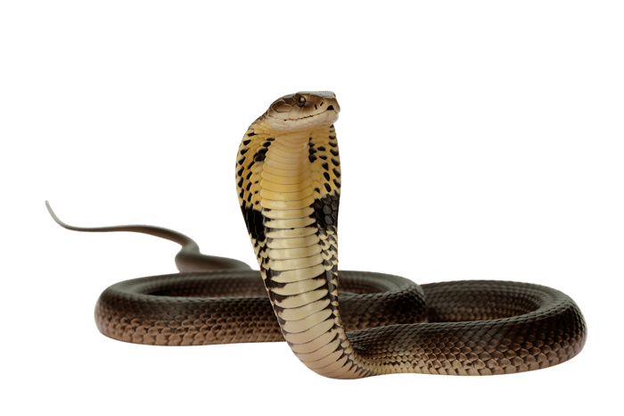 Cobra snake with hood extended