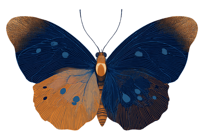 Intricate Blue and Orange Butterfly