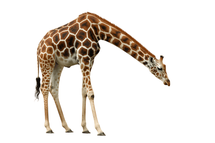 Giraffe bending down, isolated on transparent background