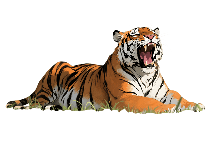 Roaring tiger lying in grass illustration