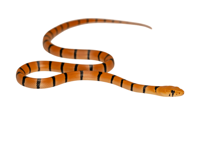 Orange and black striped snake