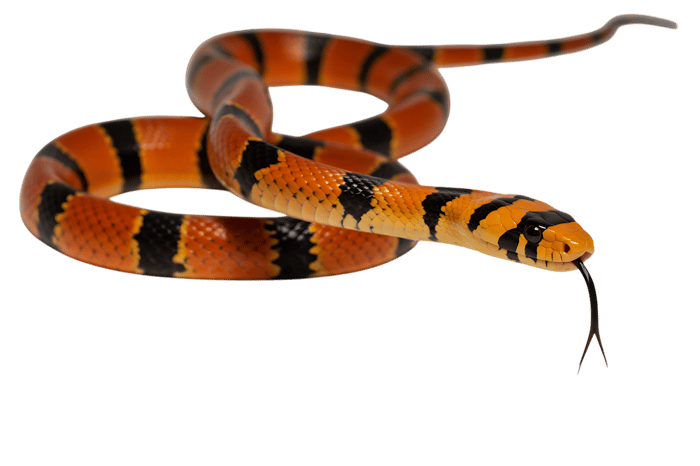 Striking orange and black banded snake