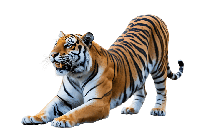 Roaring tiger stretching wild feline