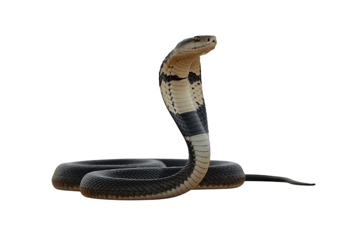 Striking cobra snake coiled and ready to strike
