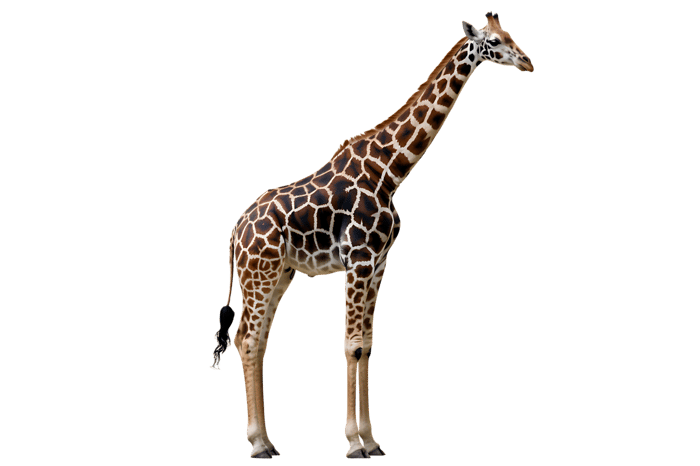 Full body shot of a giraffe with a long neck634