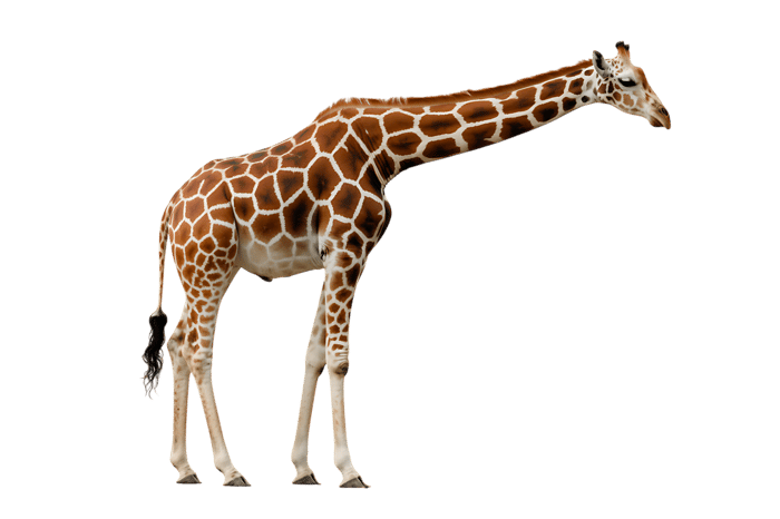 Giraffe with long neck