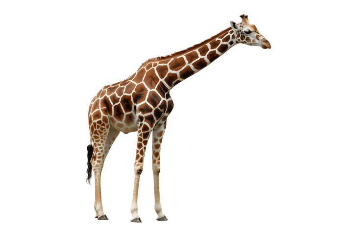Elegant giraffe with long neck and spotted pattern