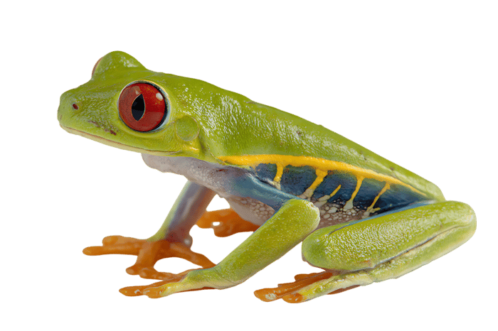 Vibrant Red Eyed Tree Frog on Black Background