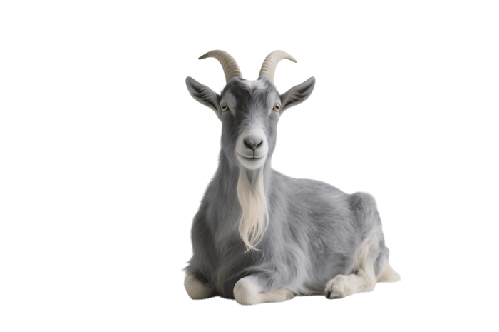 Portrait of a lying gray goat