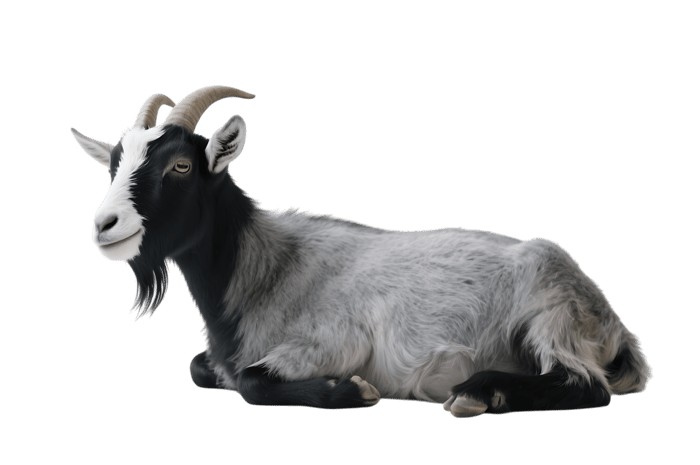 Laying down goat with horns and beard