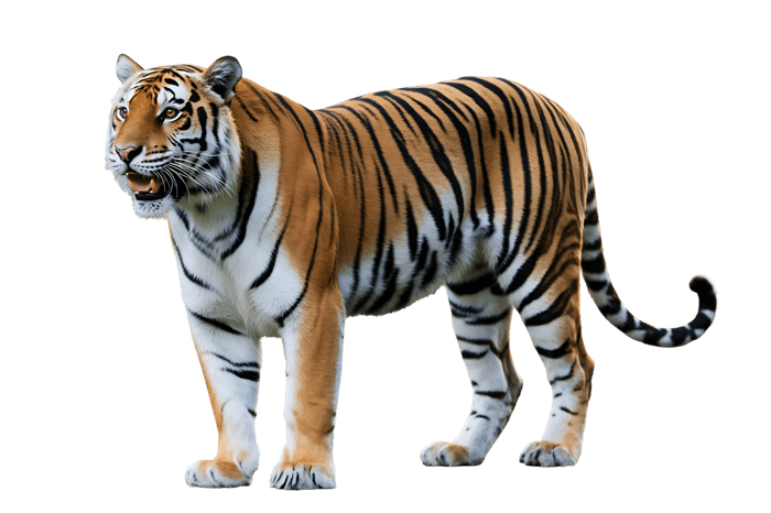 Striking tiger with orange and black stripes