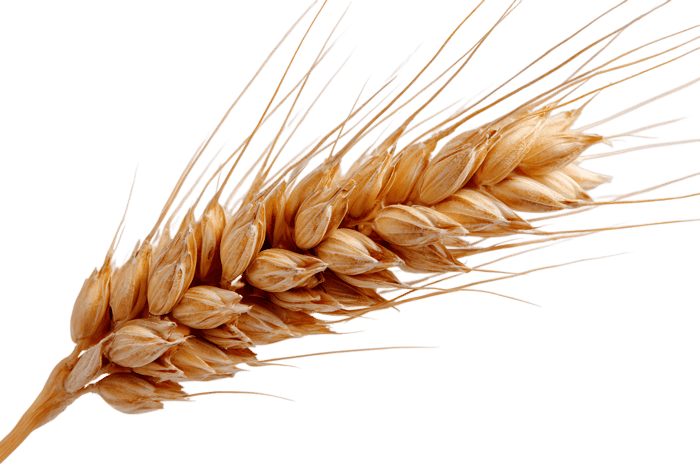 Close up of a ripe wheat ear, showcasing its golden color and texture.