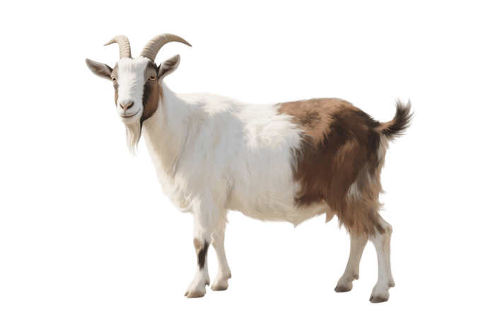 Standing goat isolated on transparent background