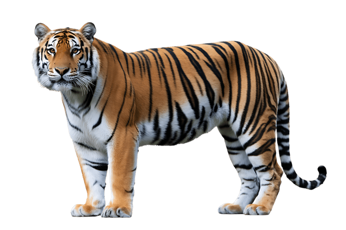 Striking tiger portrait, wildlife and nature imagery
