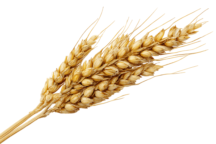 Single stalk of ripe wheat against a black background.