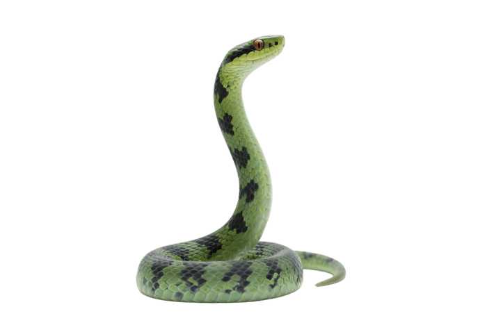 Green spotted snake reptile