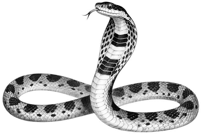 Monocled cobra with hood extended