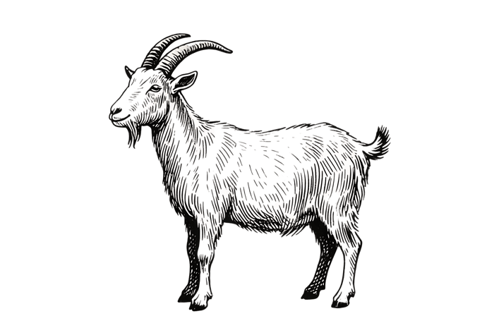 Engraved illustration of a goat