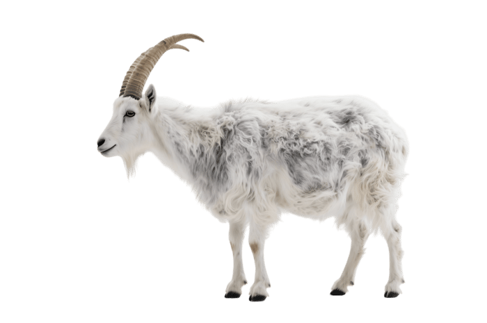 Side view of a mountain goat with long horns and white fur