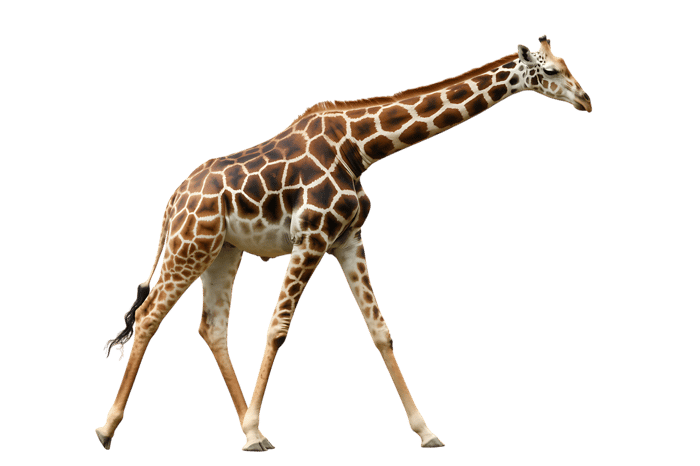 Walking giraffe with spots isolated on black