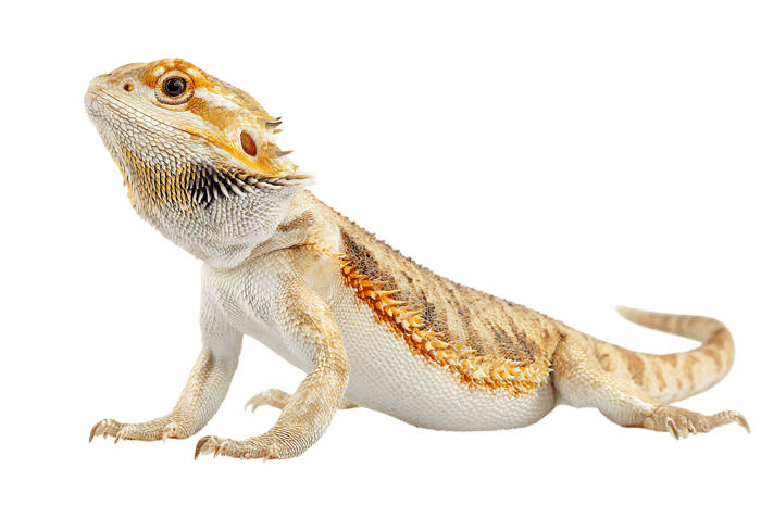 Close up of a bearded dragon lizard