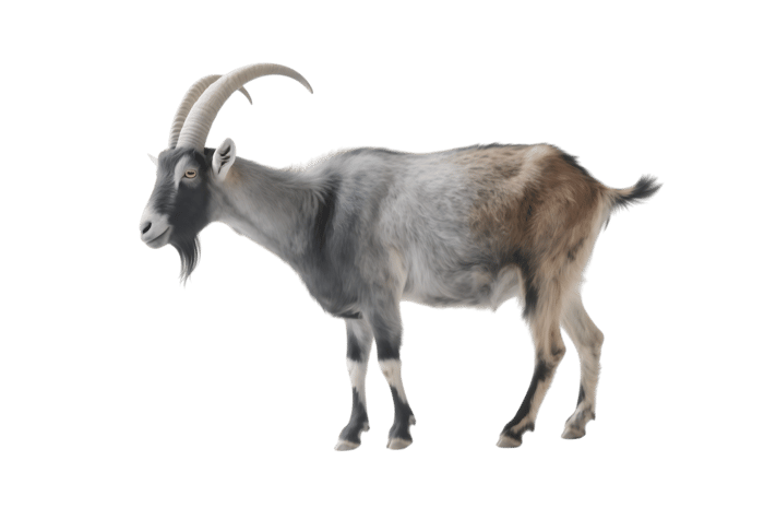 Side view of a horned goat