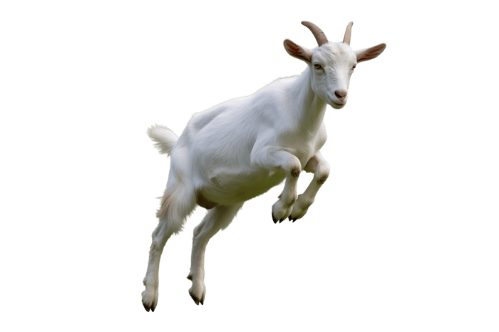 White goat jumping