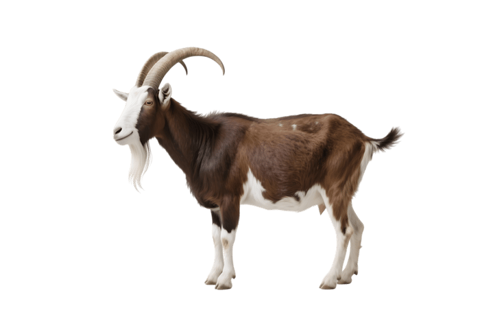 Brown and white goat with horns on transparent background
