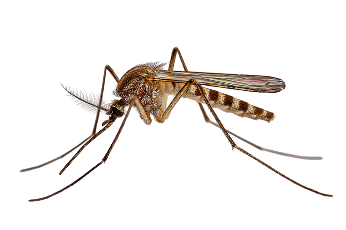 Detailed macro photograph of a mosquito.