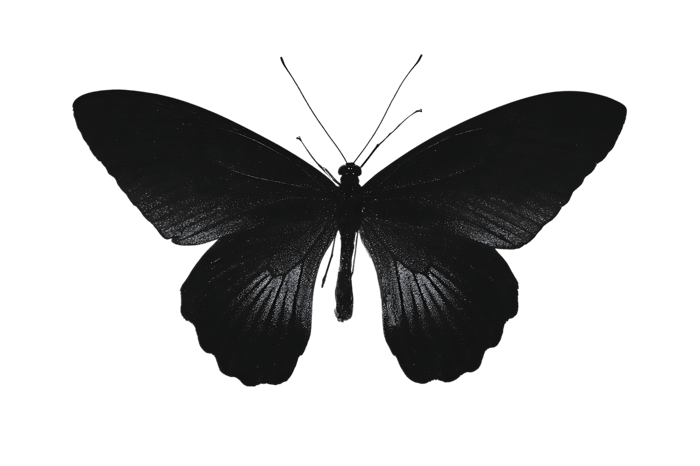 Dark butterfly on black background