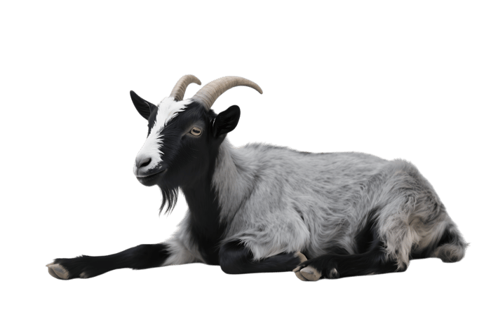 Black and grey goat laying down, isolated animal portrait