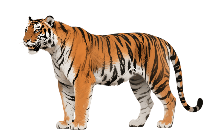 Illustration of a tiger
