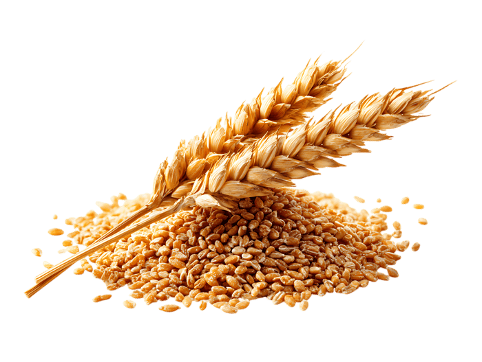 Golden wheat grains and stalks