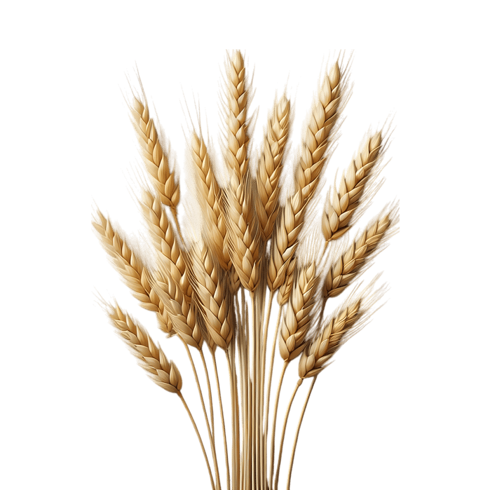 Golden wheat stalks on black background